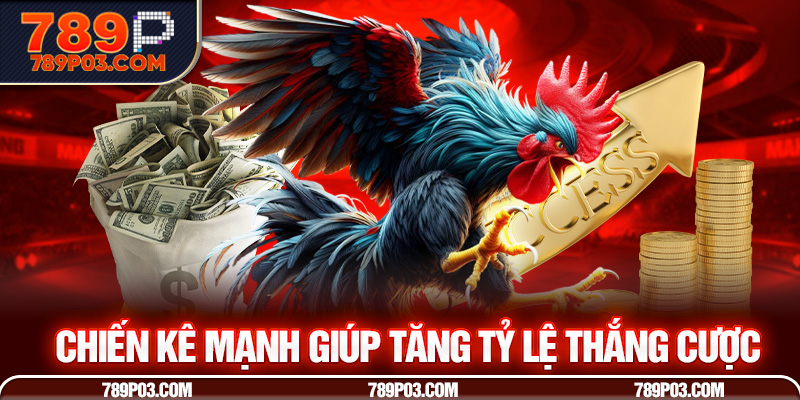 Chiến kê mạnh giúp tăng tỷ lệ thắng cược