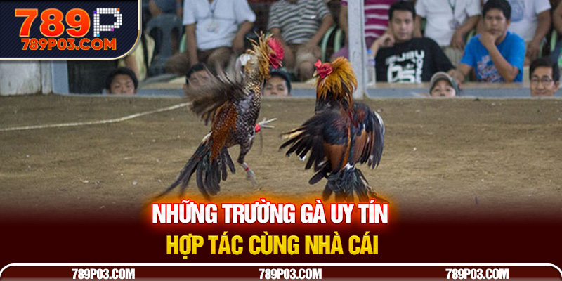 Những trường gà uy tín hợp tác cùng nhà cái