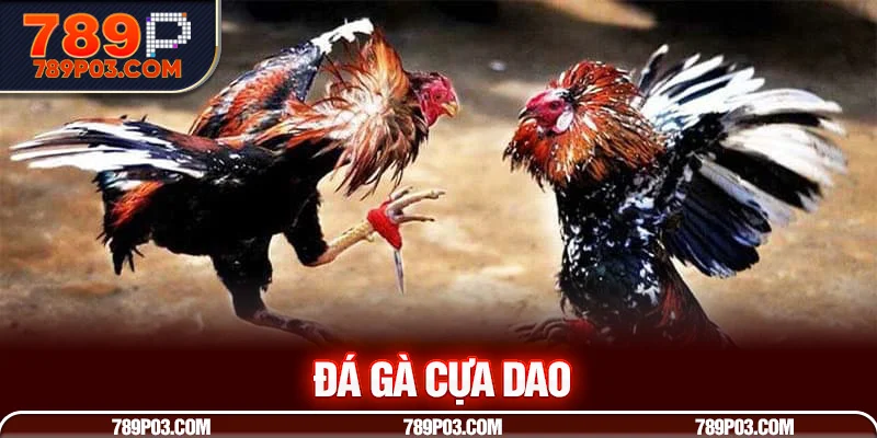 đá gà cựa dao