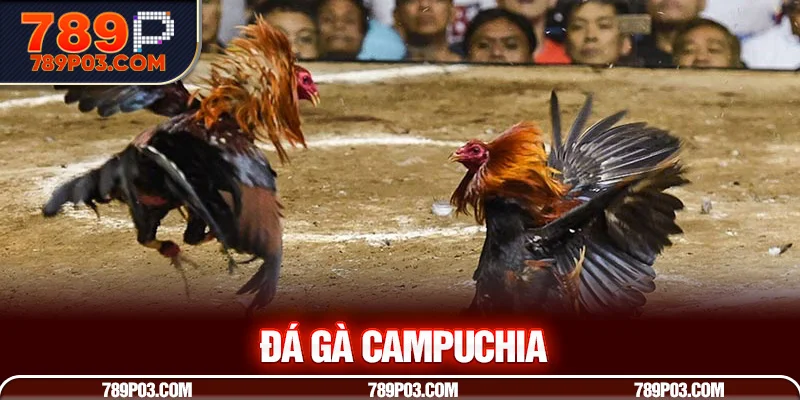 Đá Gà Campuchia