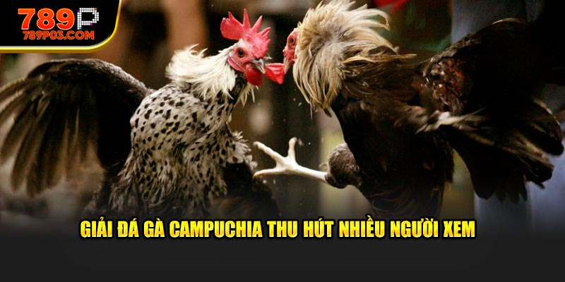 Giải đá gà Campuchia thu hút nhiều người xem 