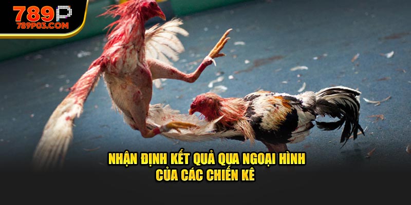 Nhận định kết quả chính xác qua ngoại hình của các chiến kê 